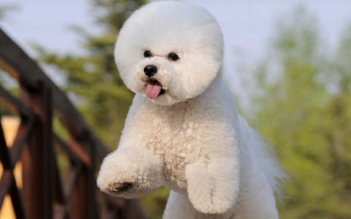 beagle seller mumbai